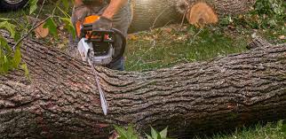 Best Tree Disease Treatment  in Rimersburg, PA