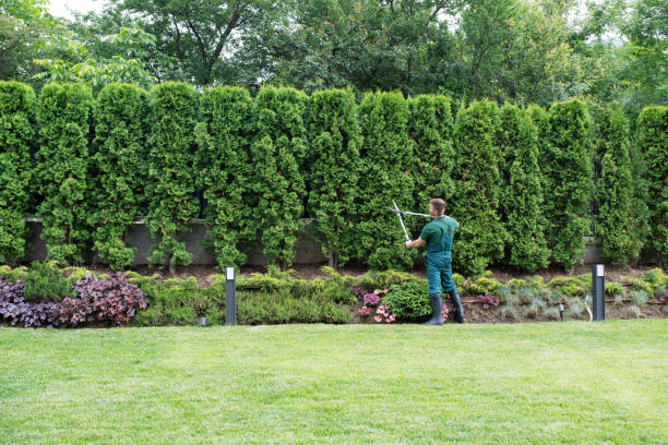 Lawn Renovation and Restoration in Rimersburg, PA