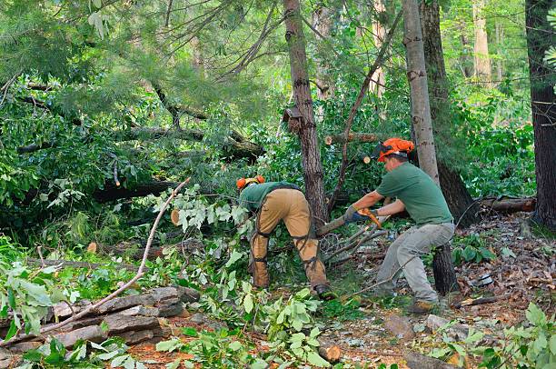 Best Emergency Tree Removal  in Rimersburg, PA